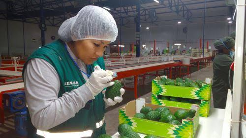 EXPORTACIÓN PALTA HASS