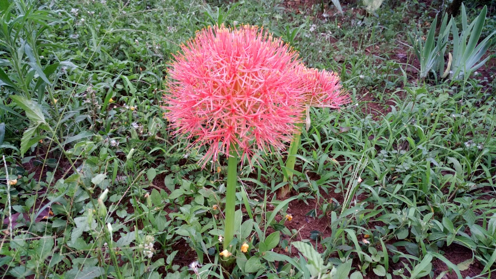Jardín natural frente a cabañas de diseño