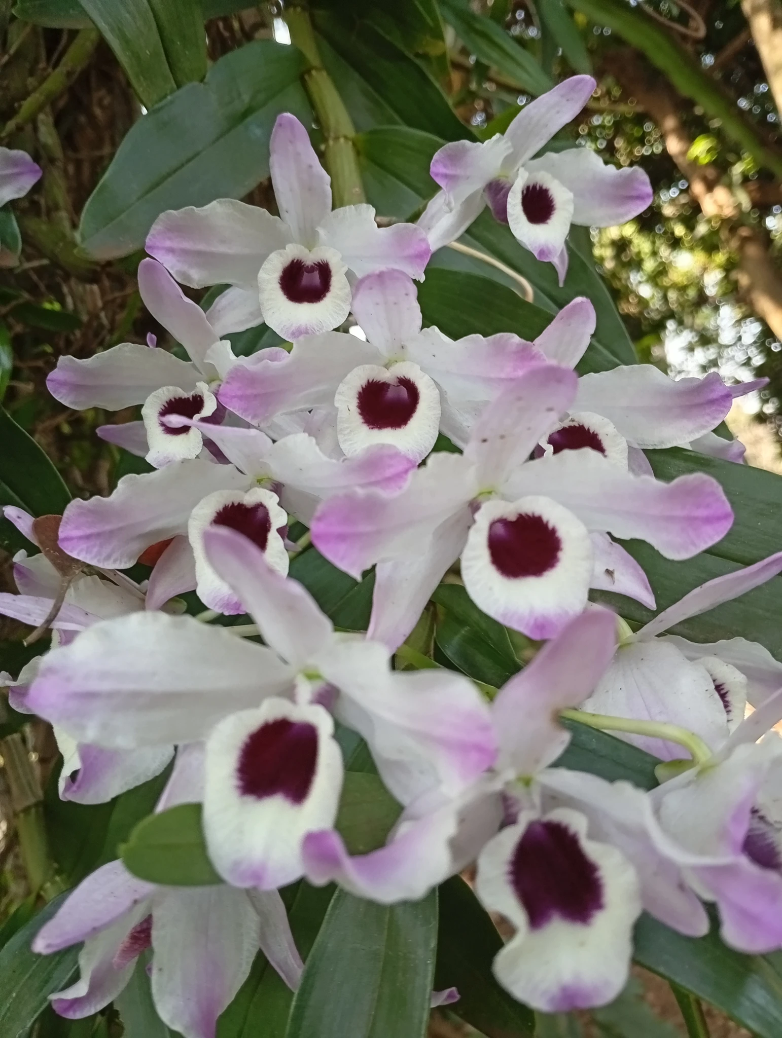 Jardín natural frente a cabañas de diseño
