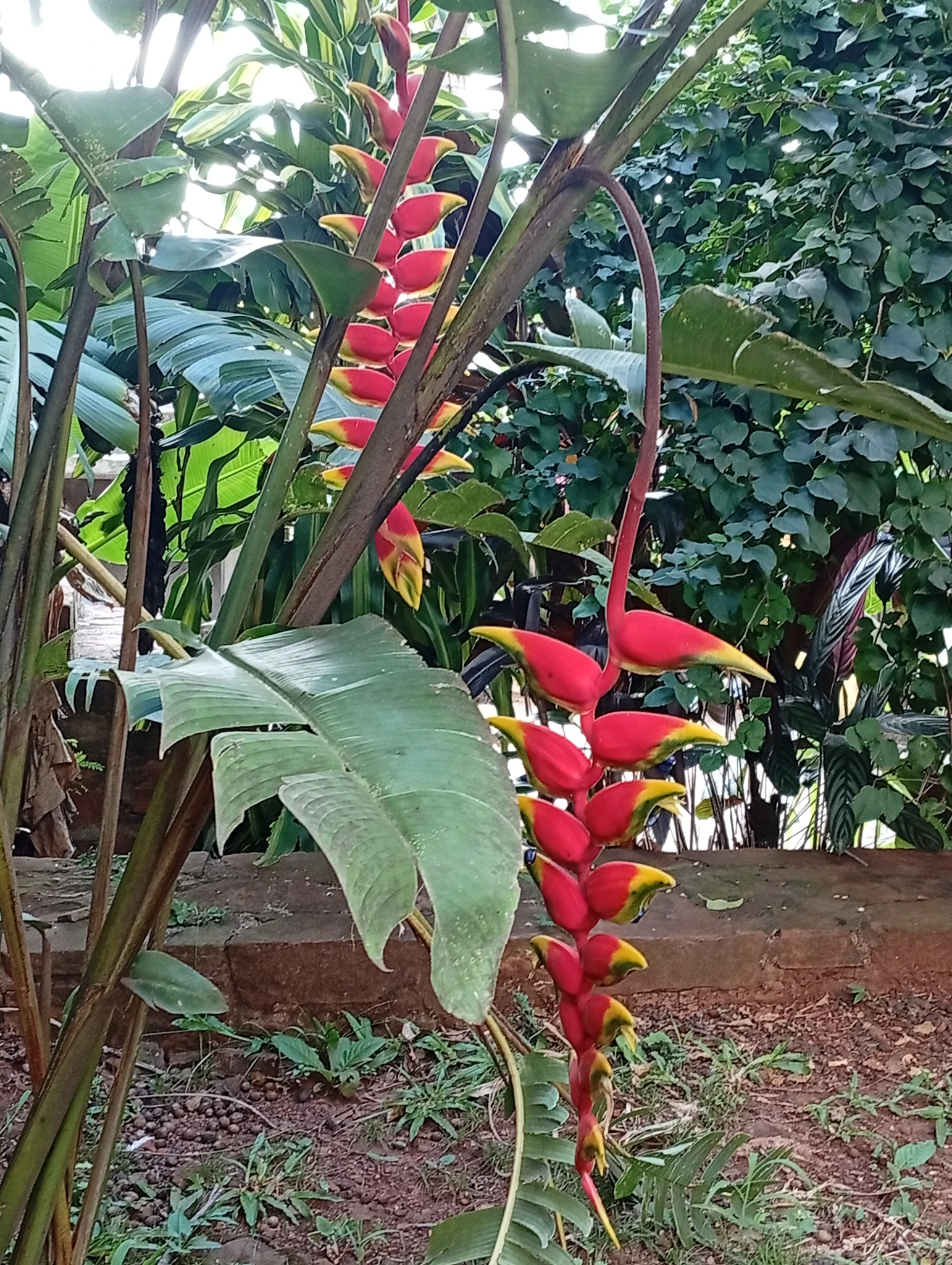 Jardín natural frente a cabañas de diseño