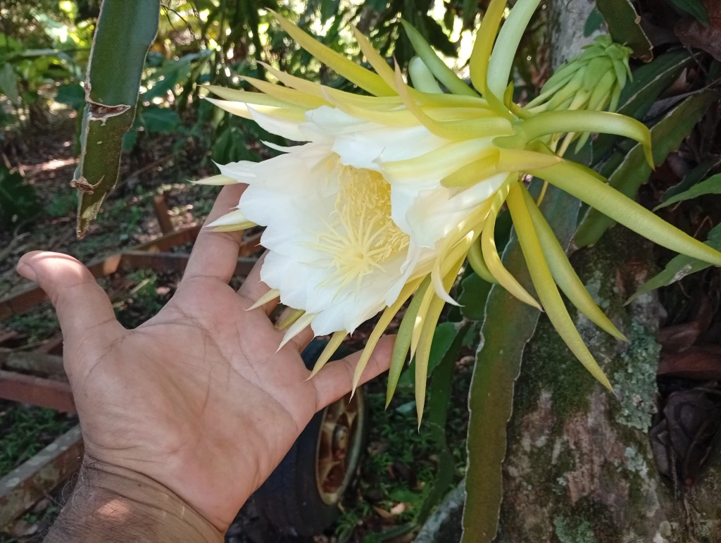 Jardín natural frente a cabañas de diseño